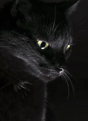 Черная кошка на заставку