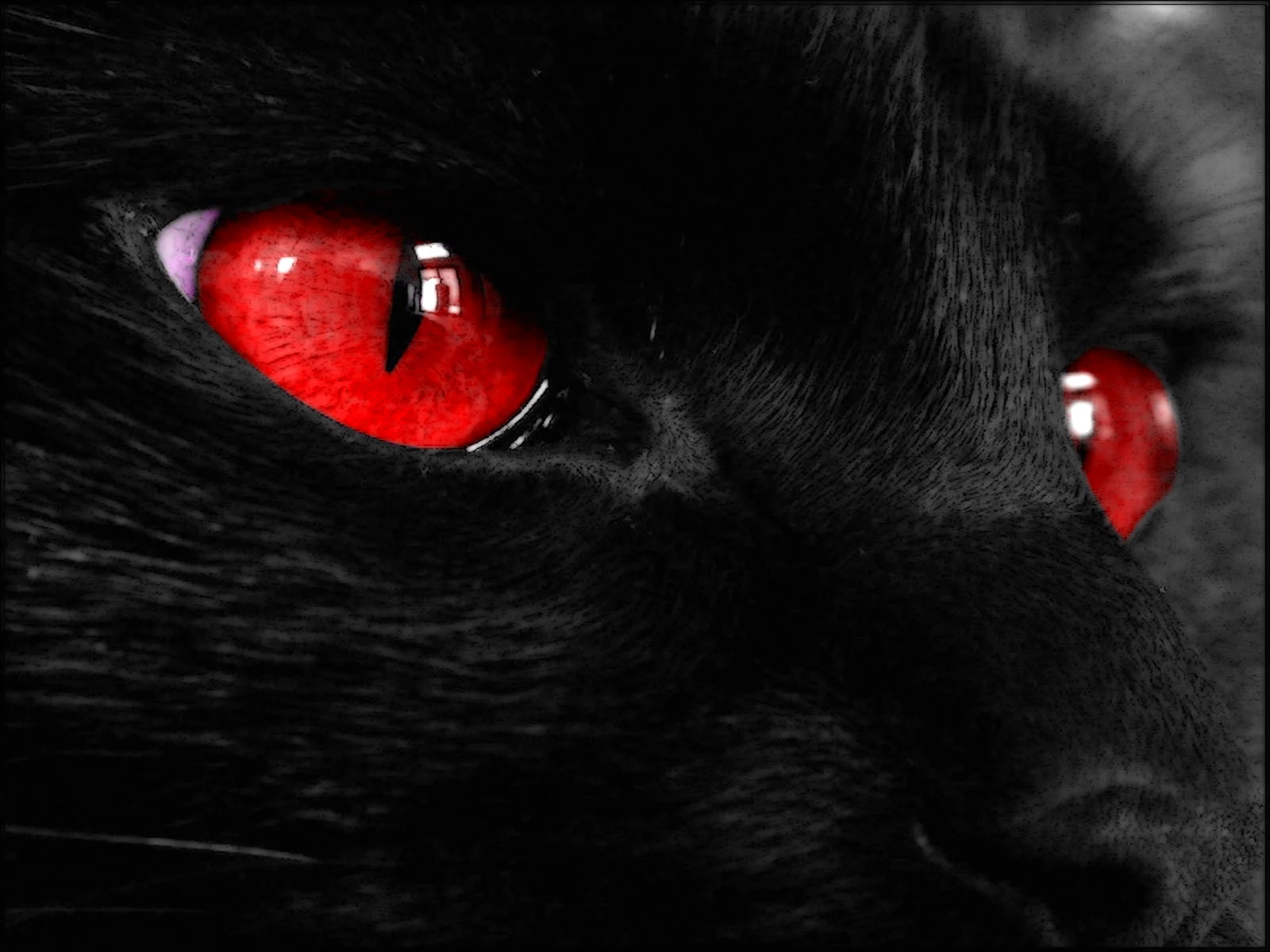 Чёрная кошка с краснымт глазами