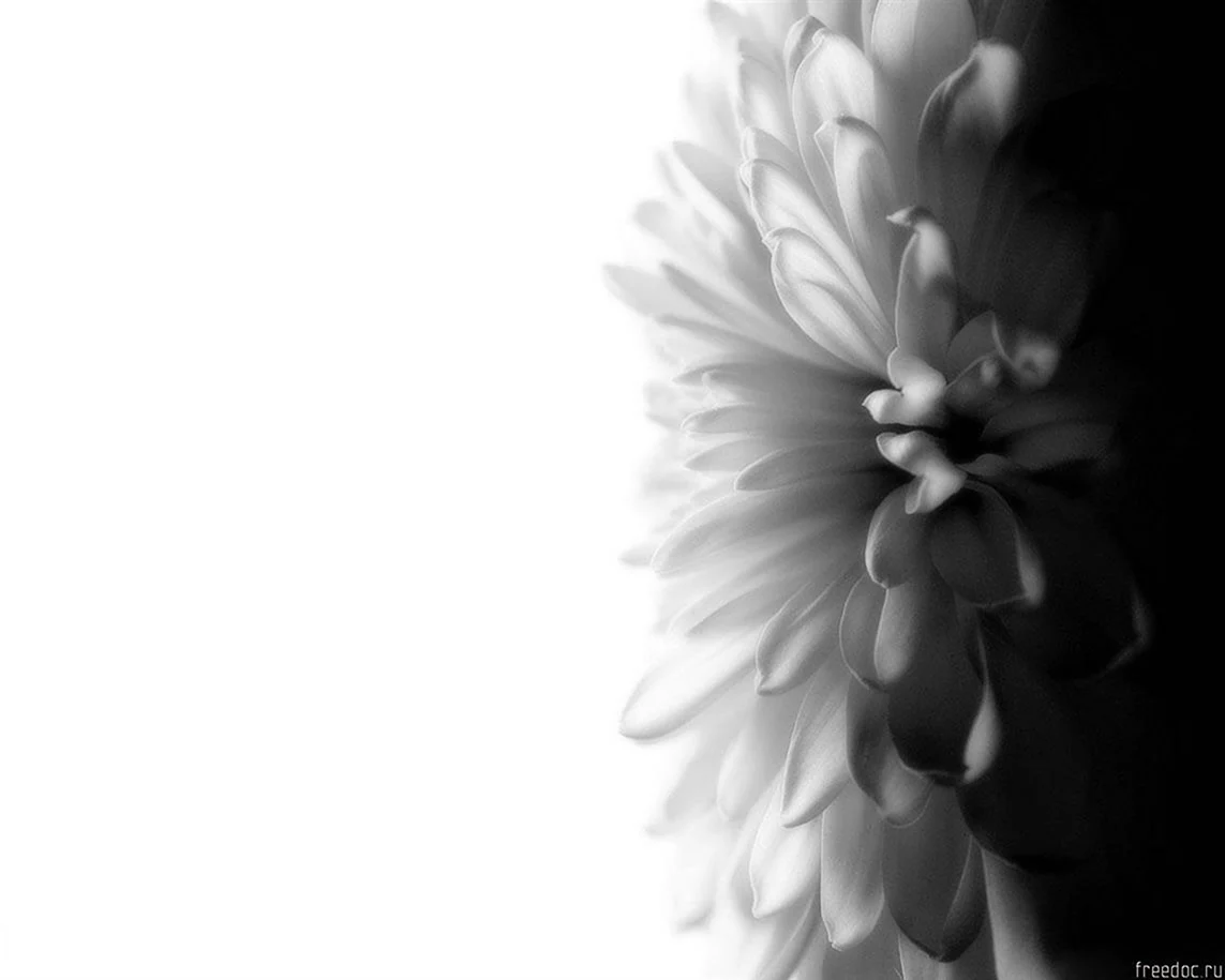 Черно белый фон цветы