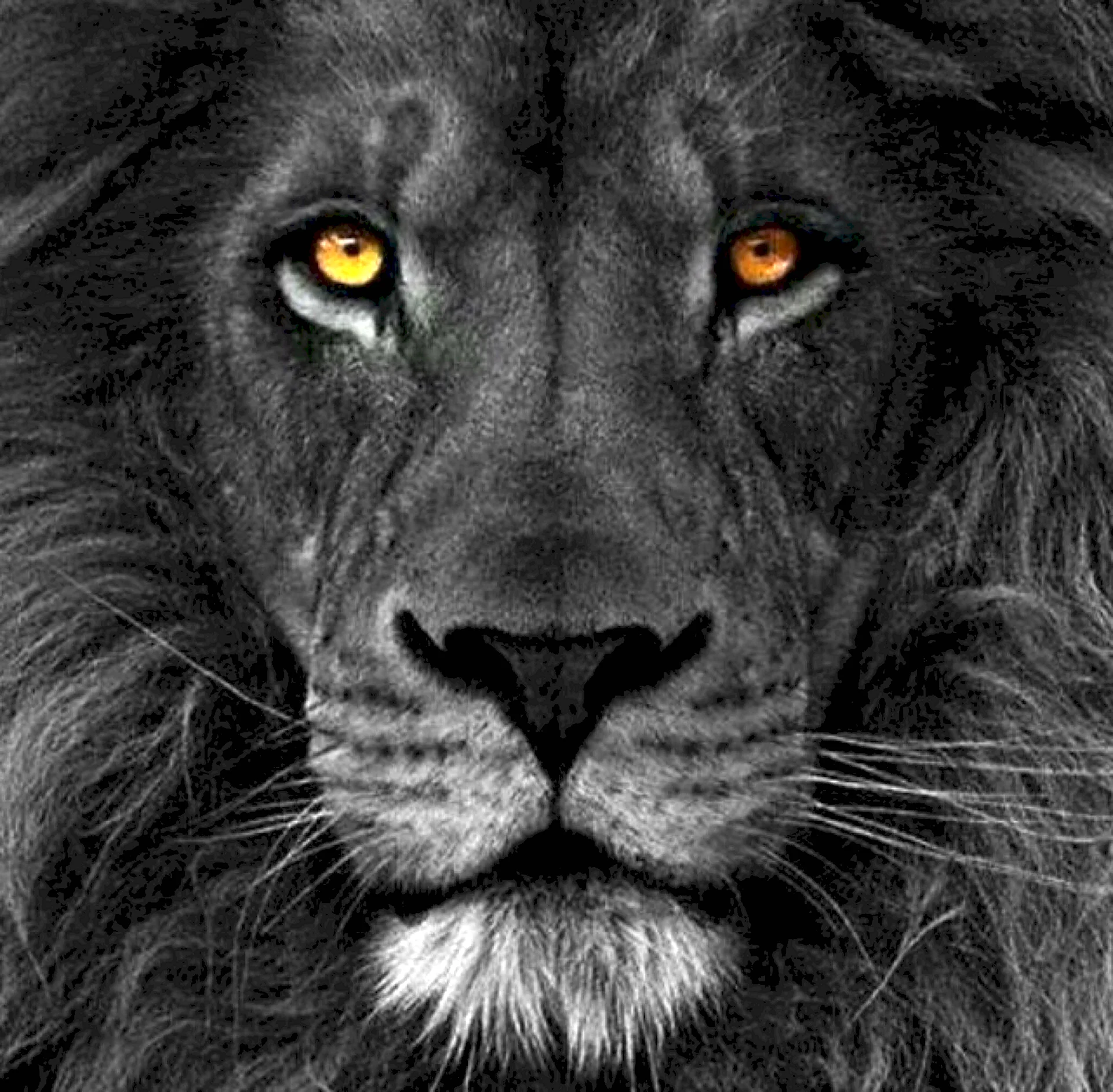 Чёрно белый Лев с цветными глазами