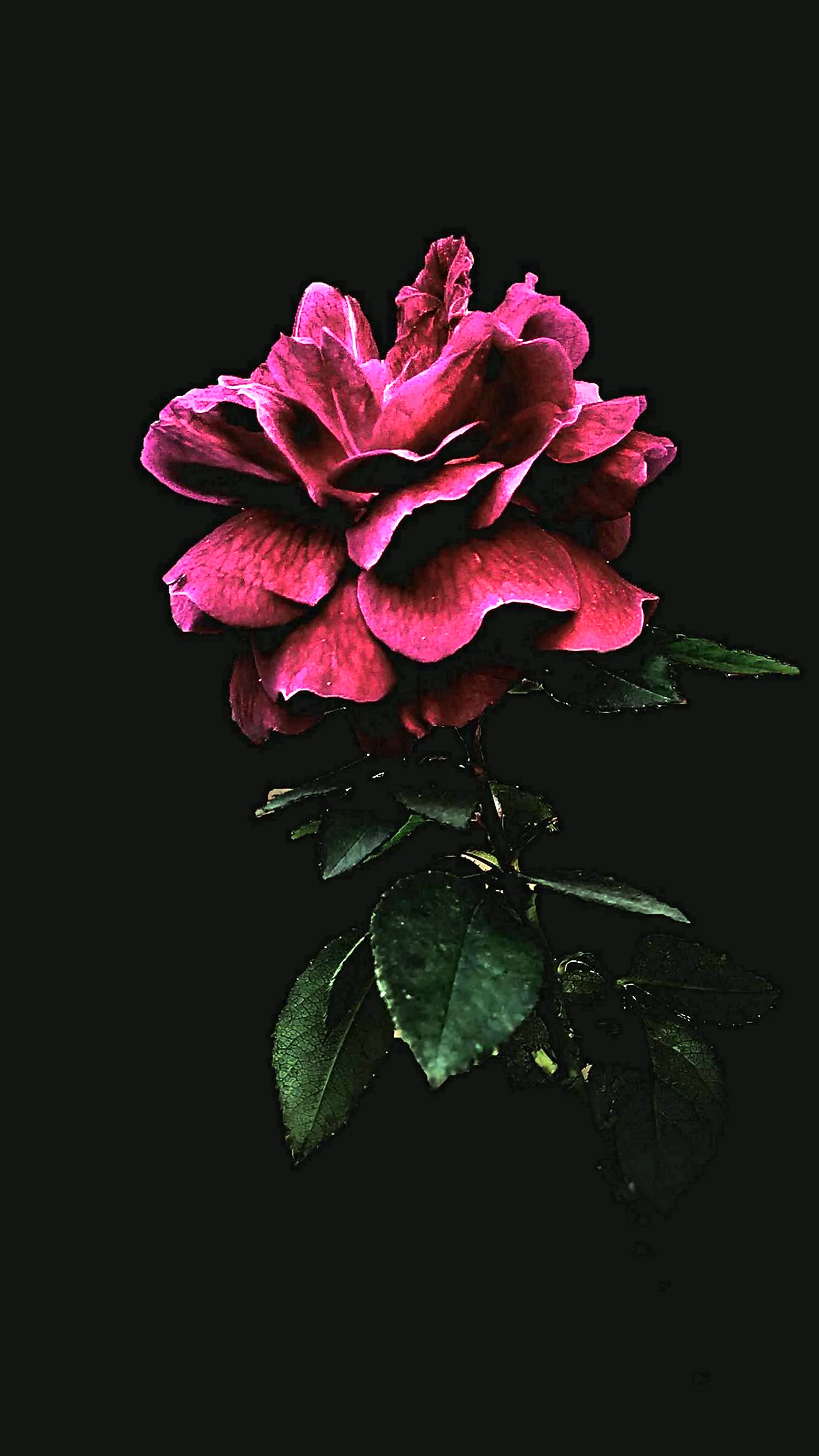 Черно розовые цветы