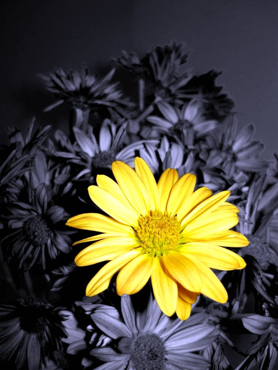 Чёрно-жёлтые цветы