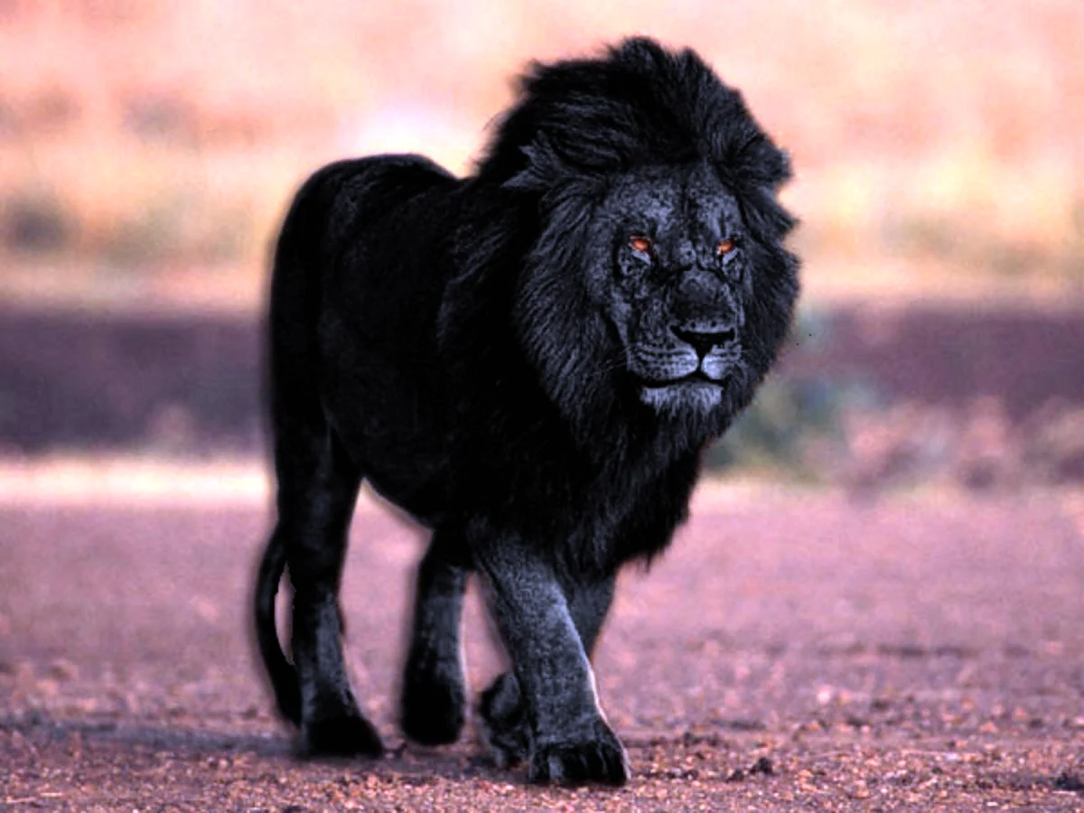 Черный Капский Лев