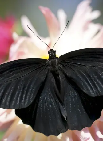 Черный Кардинал бабочка