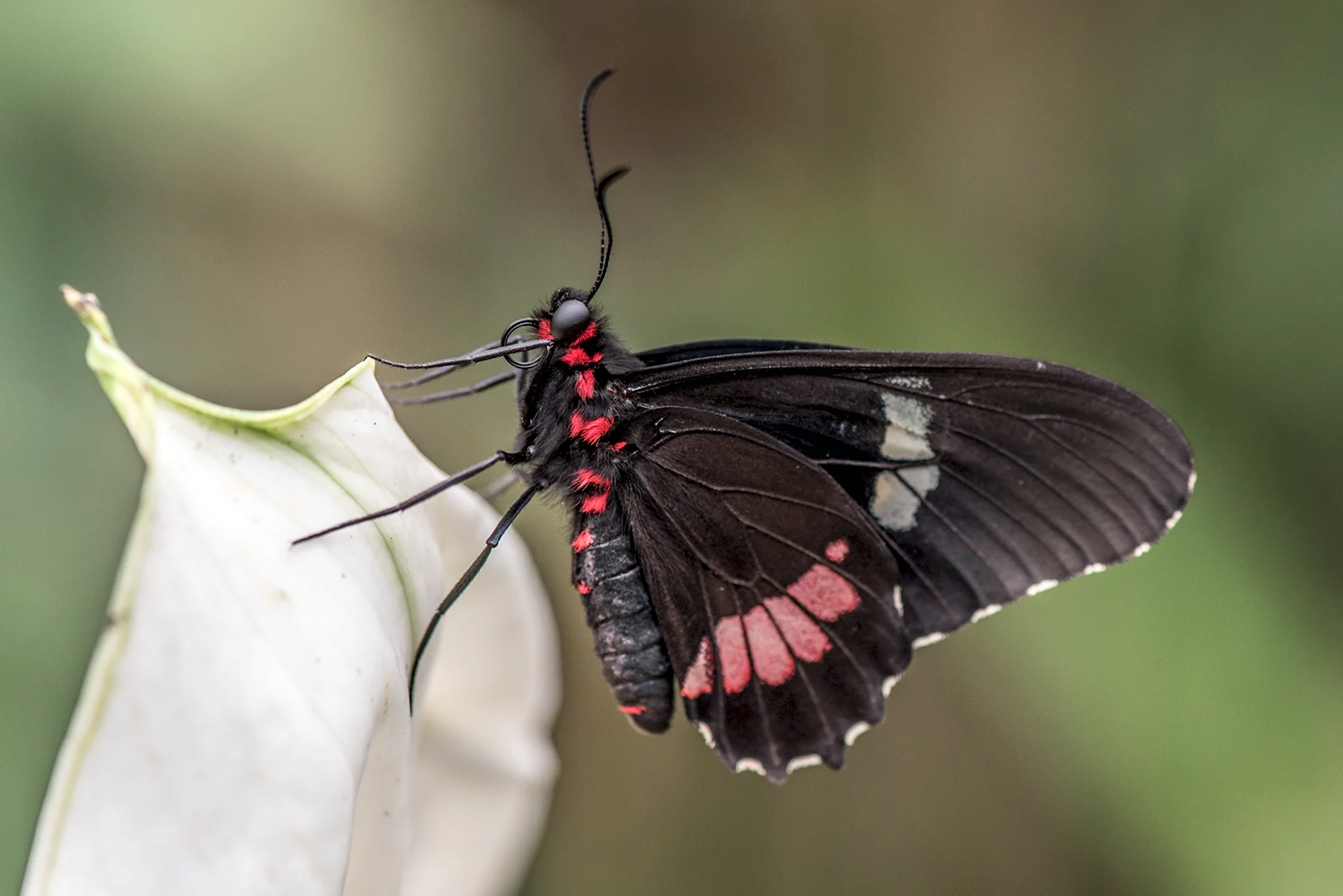 Черный Кардинал бабочка