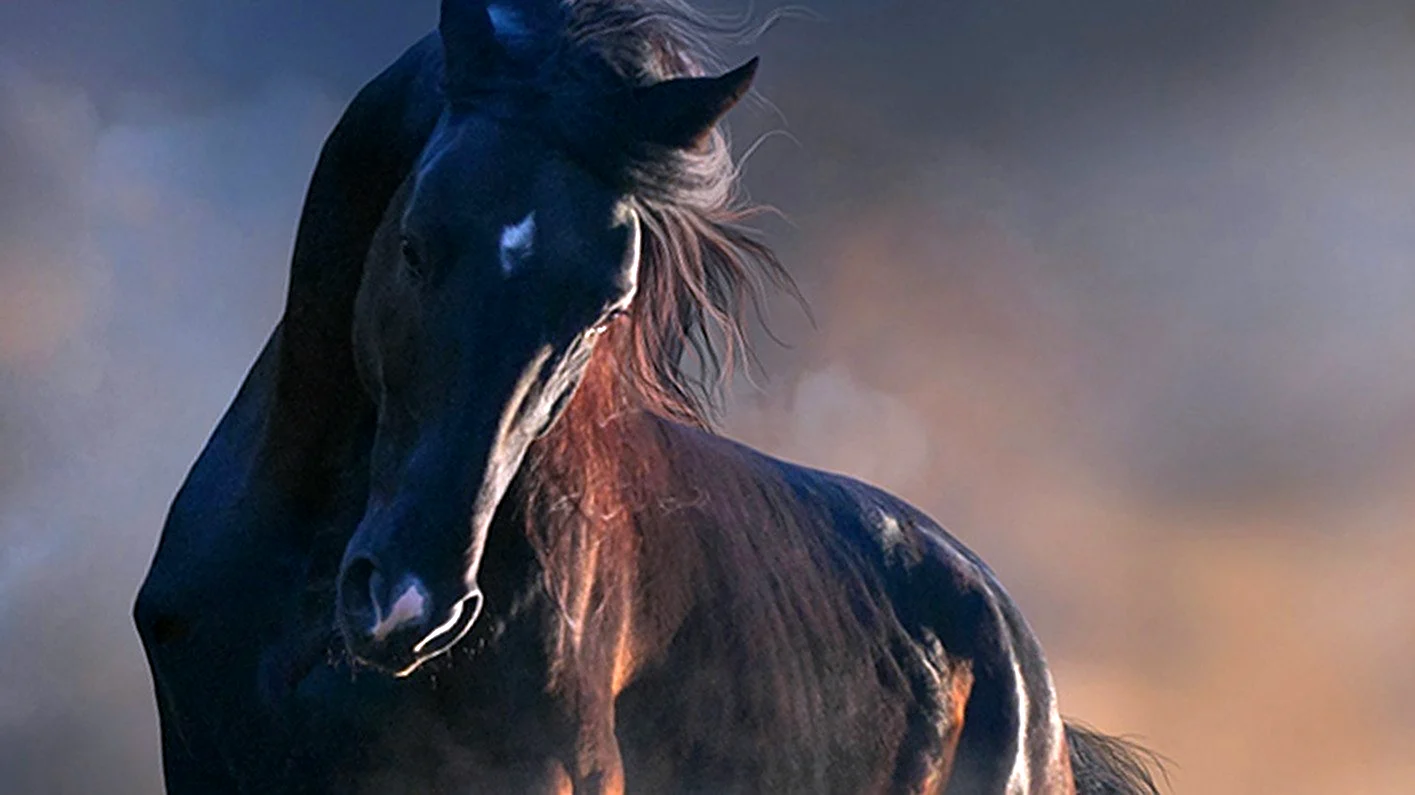 Черный конь Эстетика