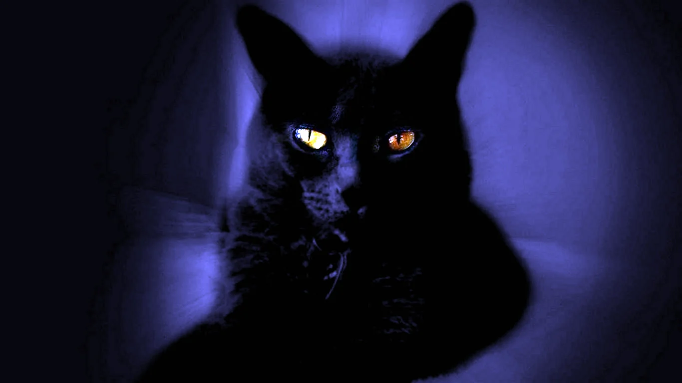 Черный кот на темном фоне