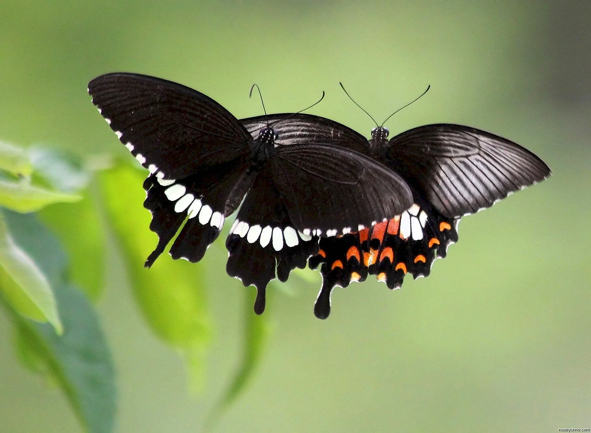 Черный Махаон бабочка