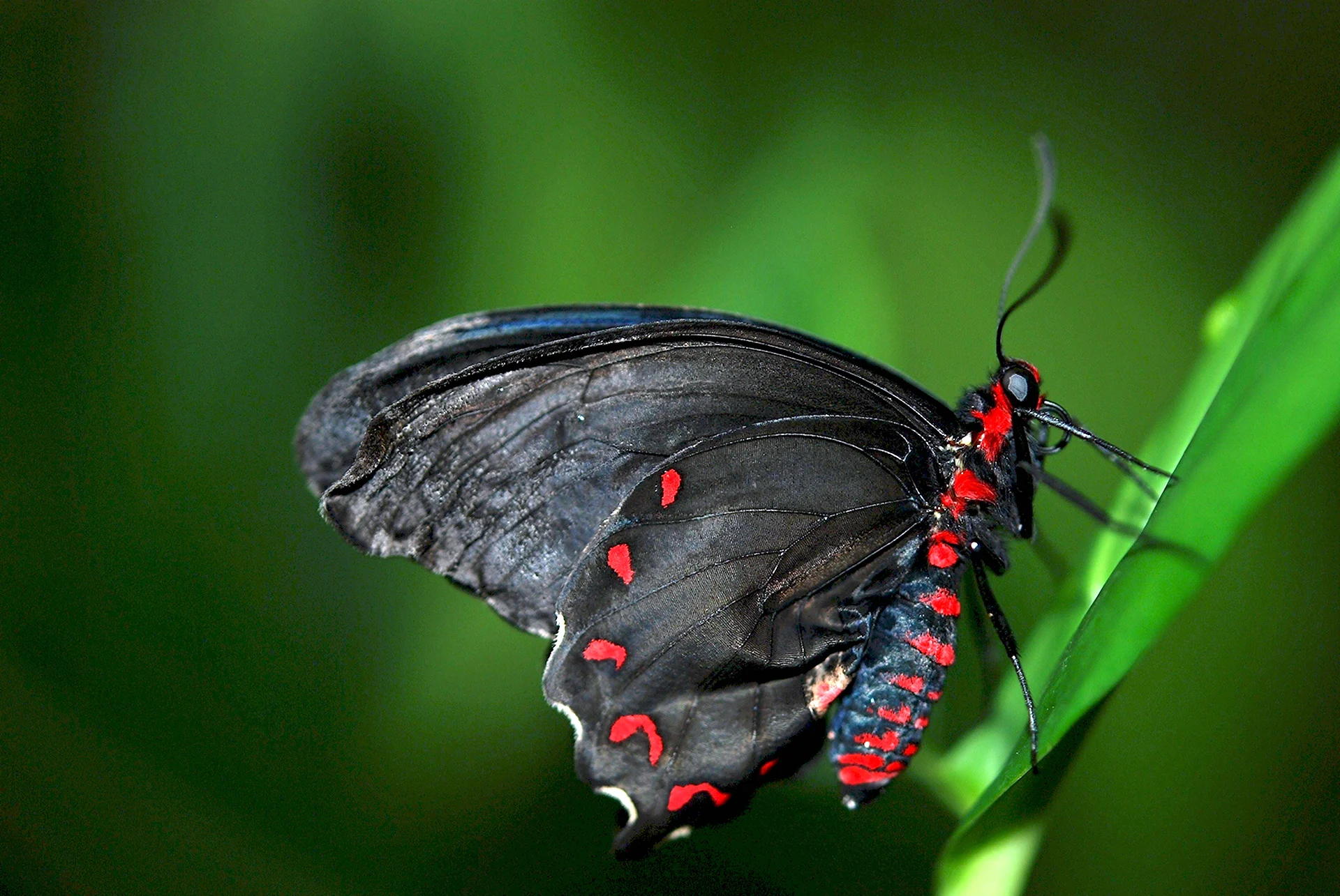 Черный Махаон Black Swallowtail