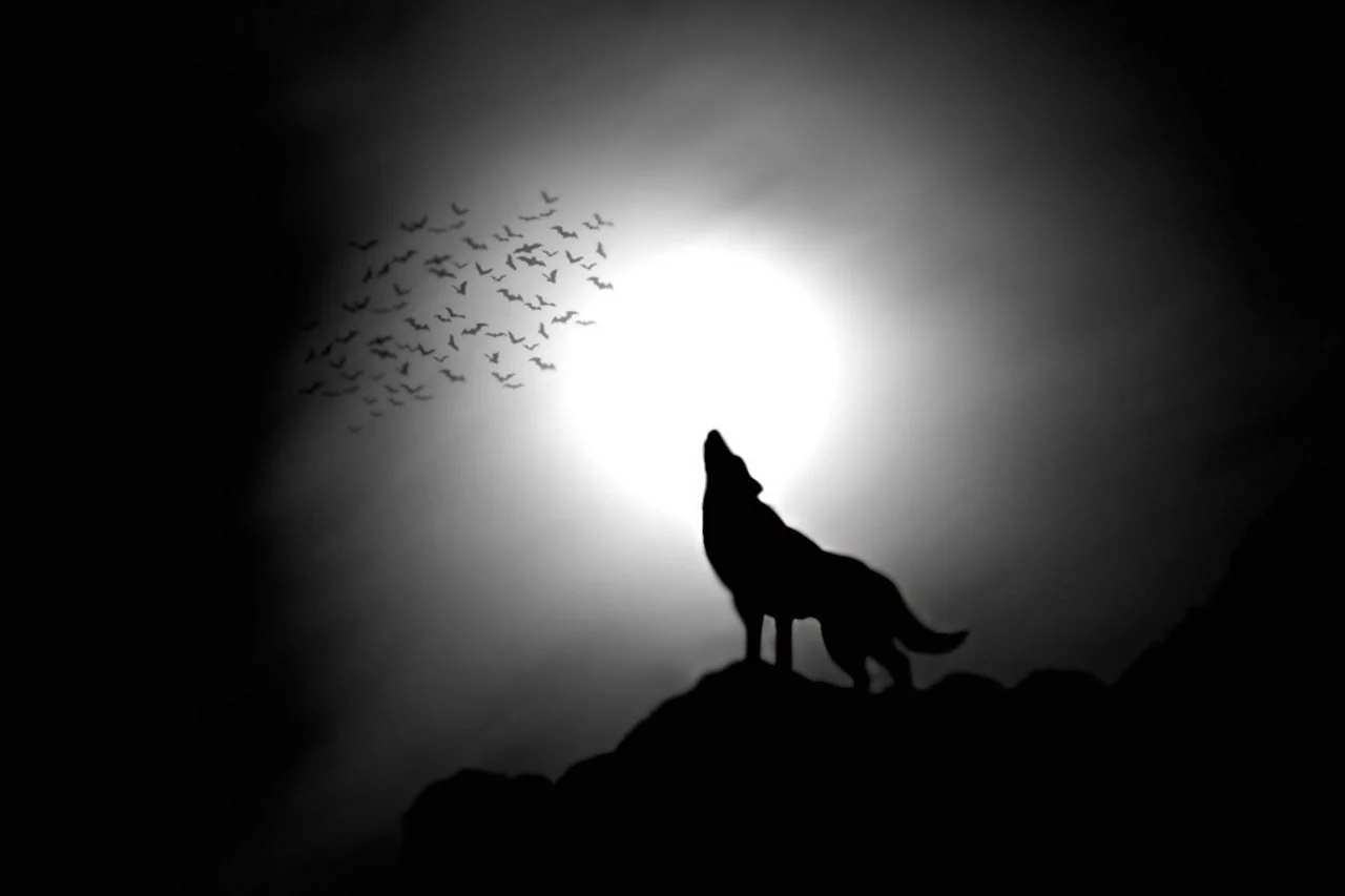 Чёрный волк одиночество