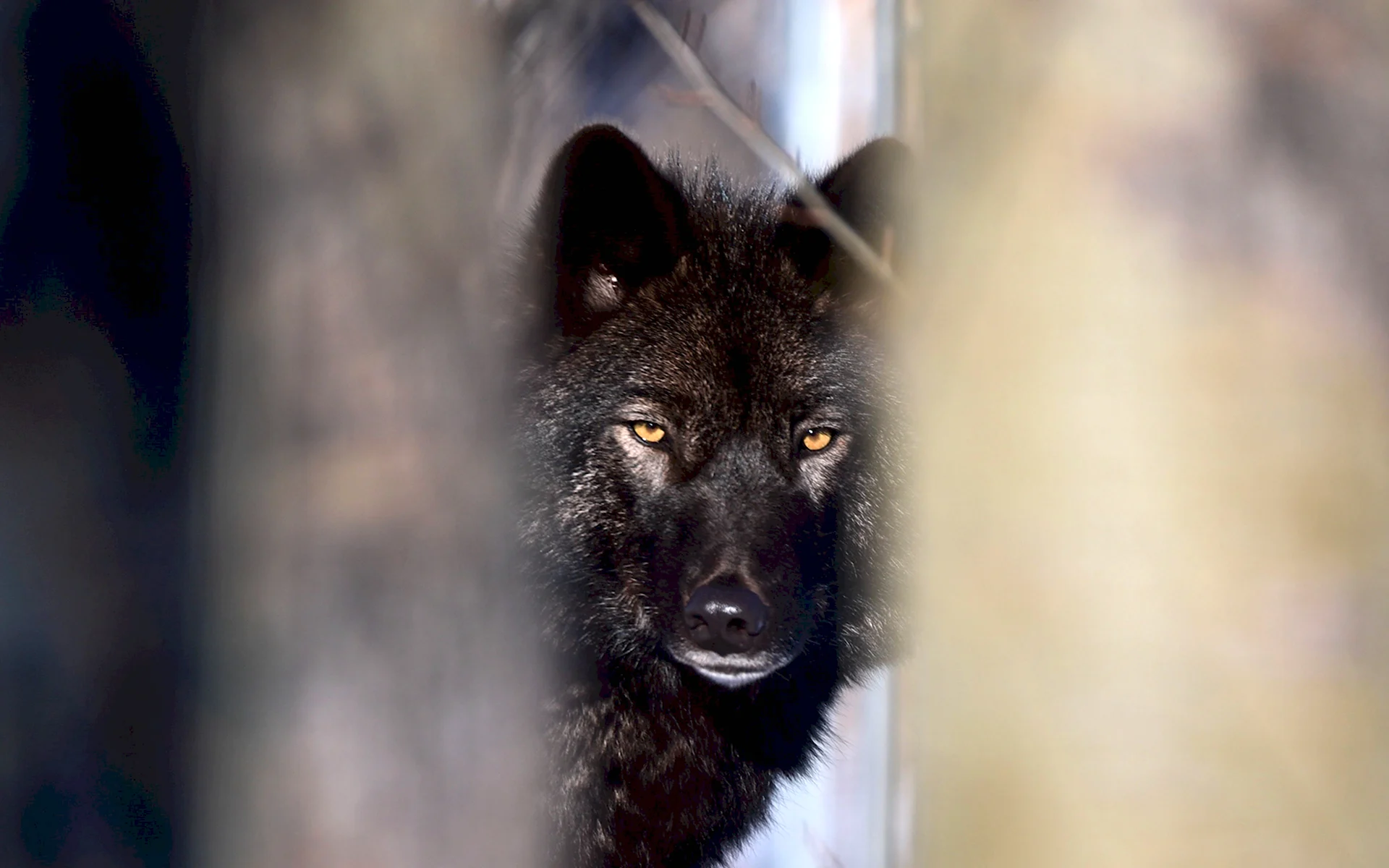 Черный волк взгляд