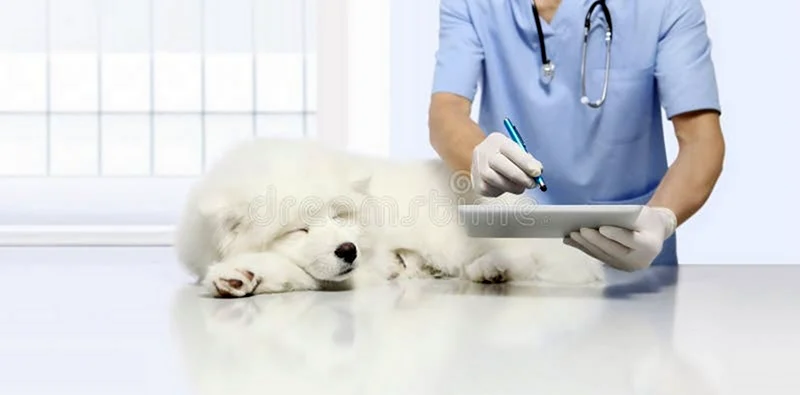 Чипирование животных у ветеринара
