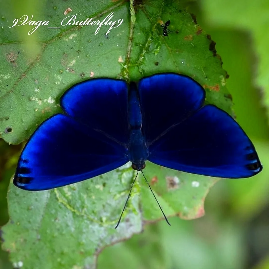 Данаида Монарх бабочка синяя