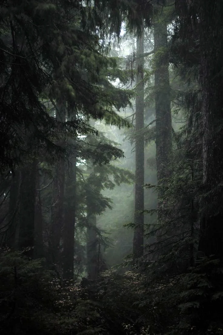 Дарк Форест густой лес