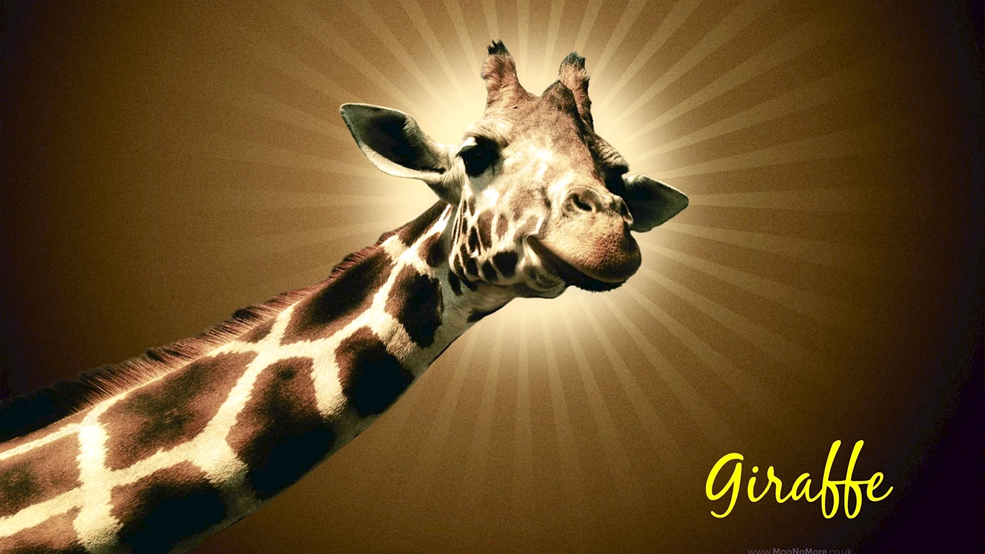 День жирафа