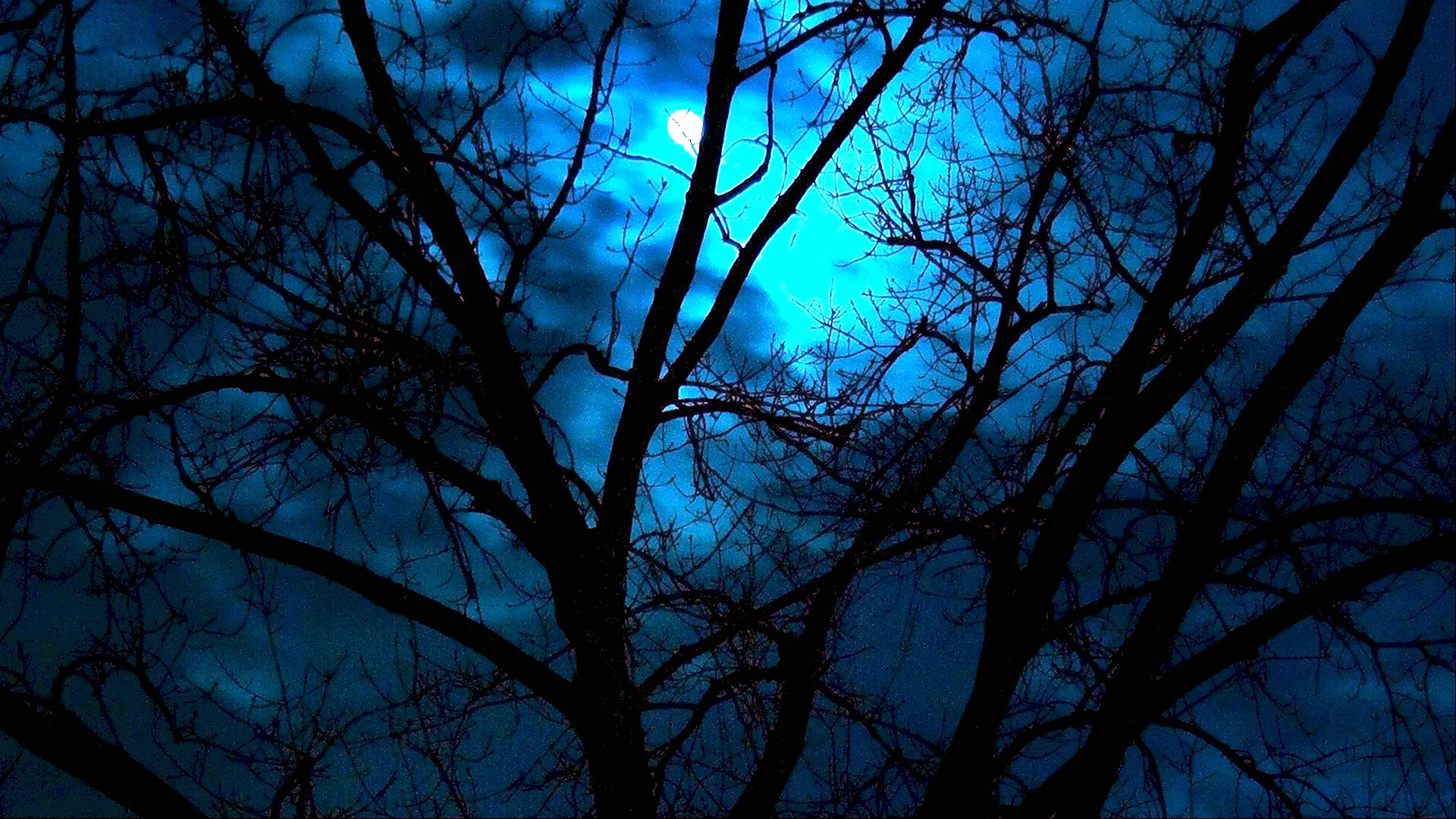 Дерева в темноте