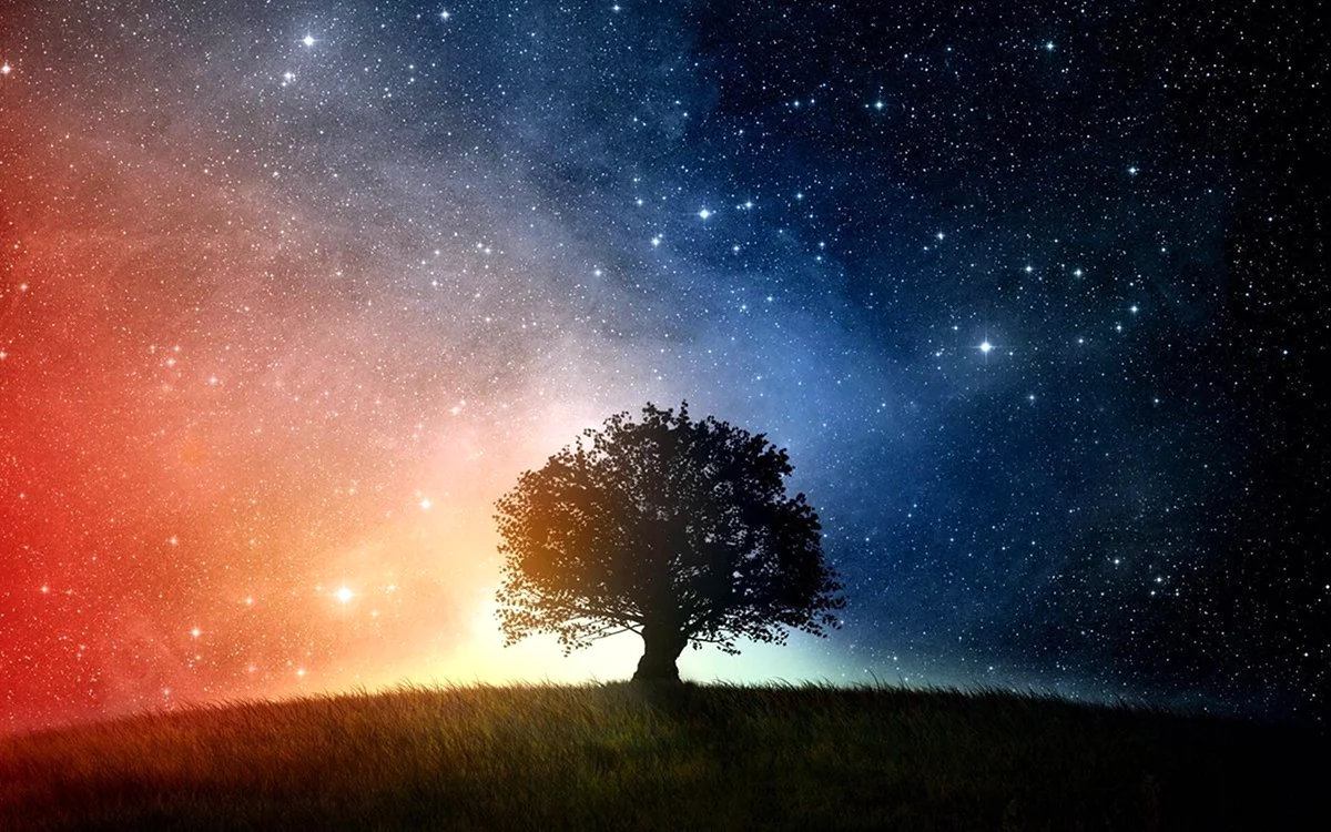 Деревья на фоне ночного неба