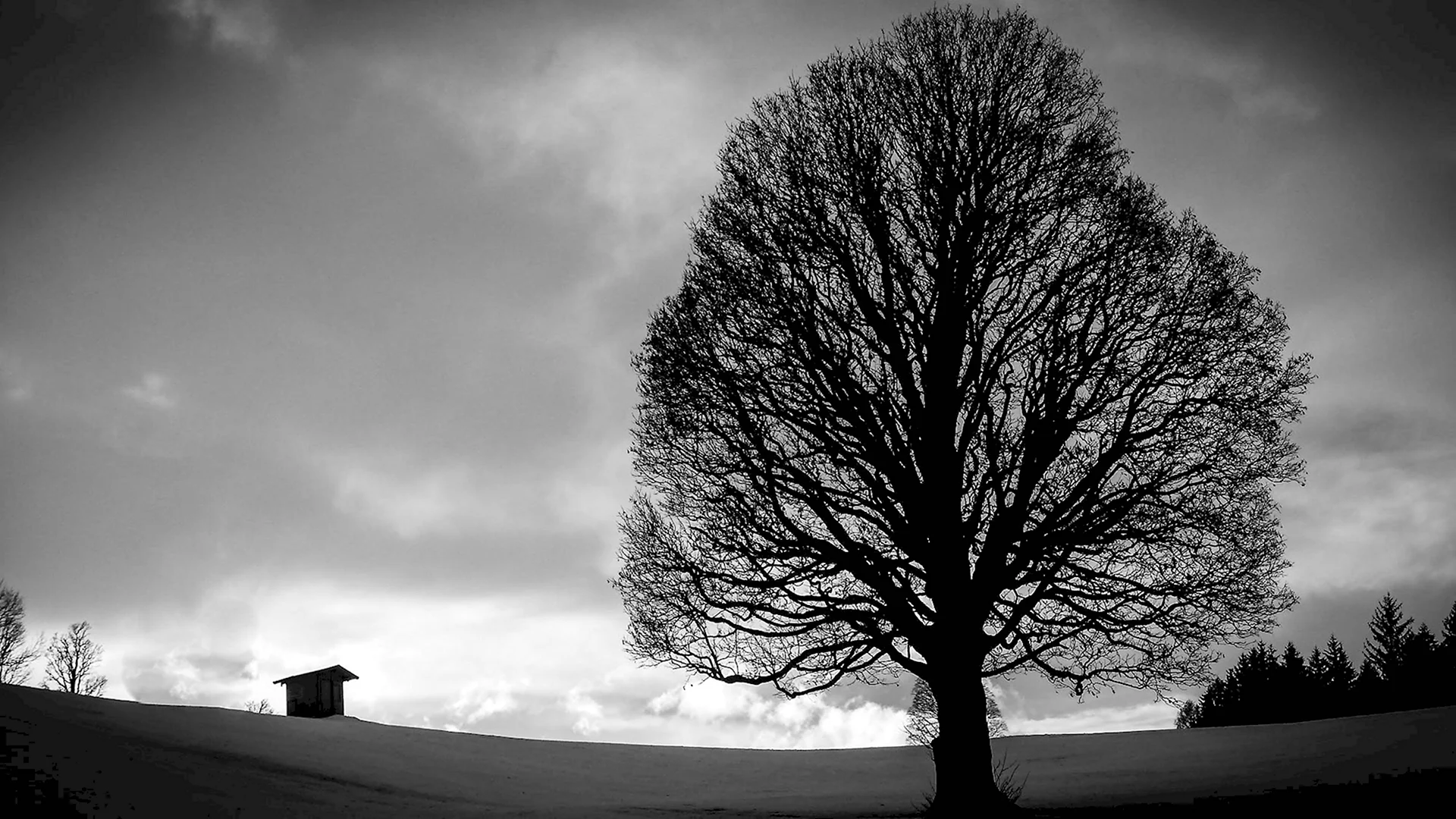 Дерево черно белое с облаками