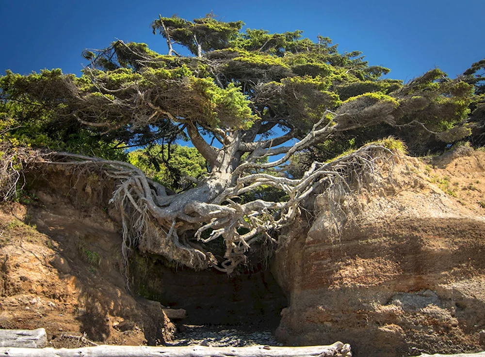Дерево растущее на скале