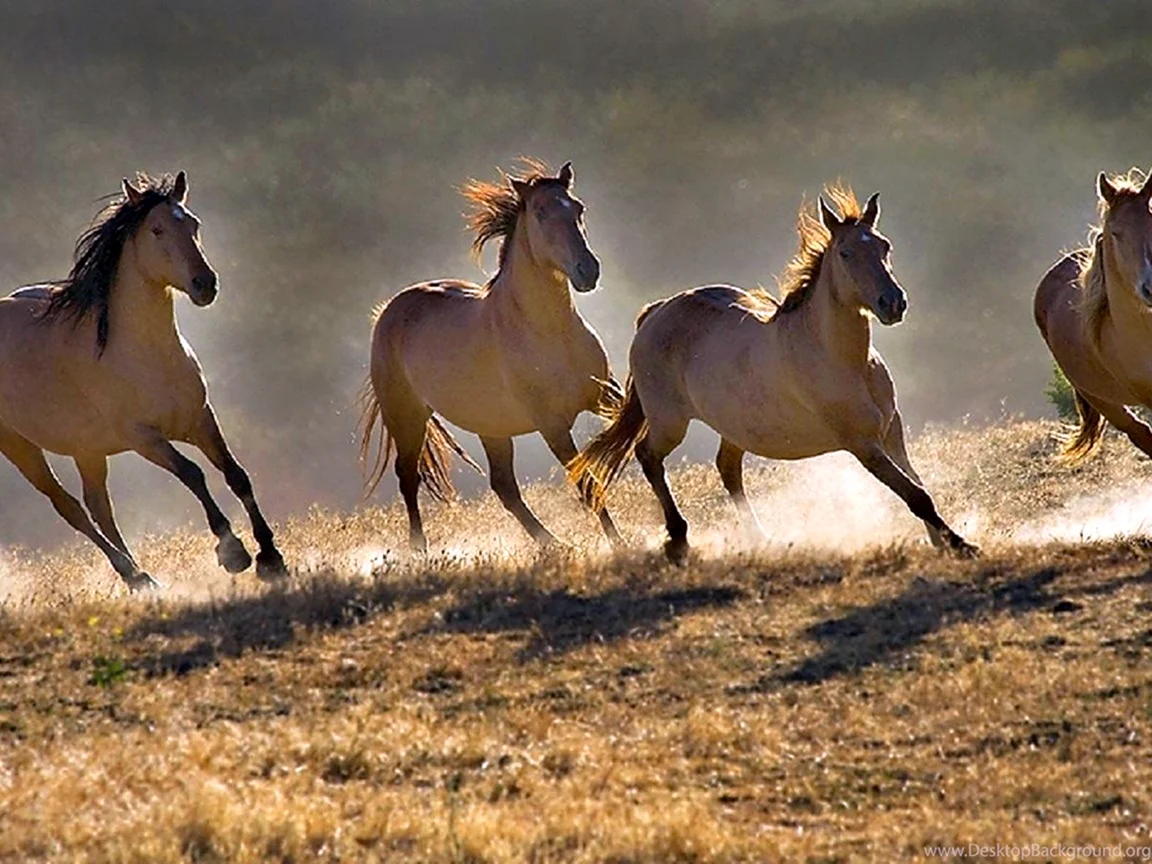 Дикие лошади Мустанги в дикой природе