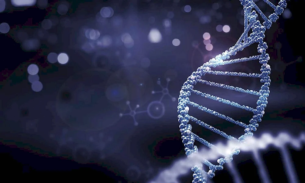 ДНК молекулярная биология
