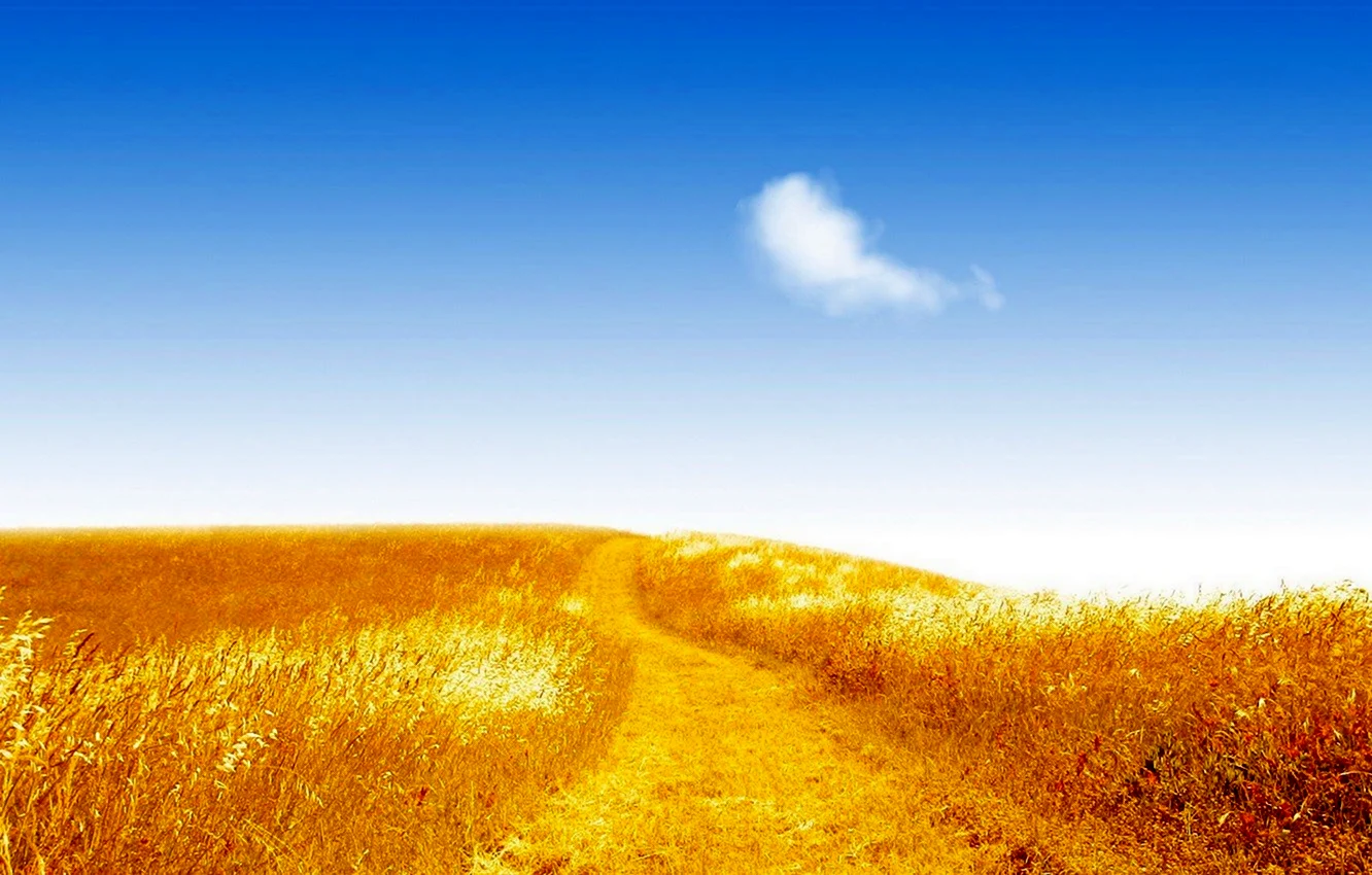 Дорога через пшеничное поле