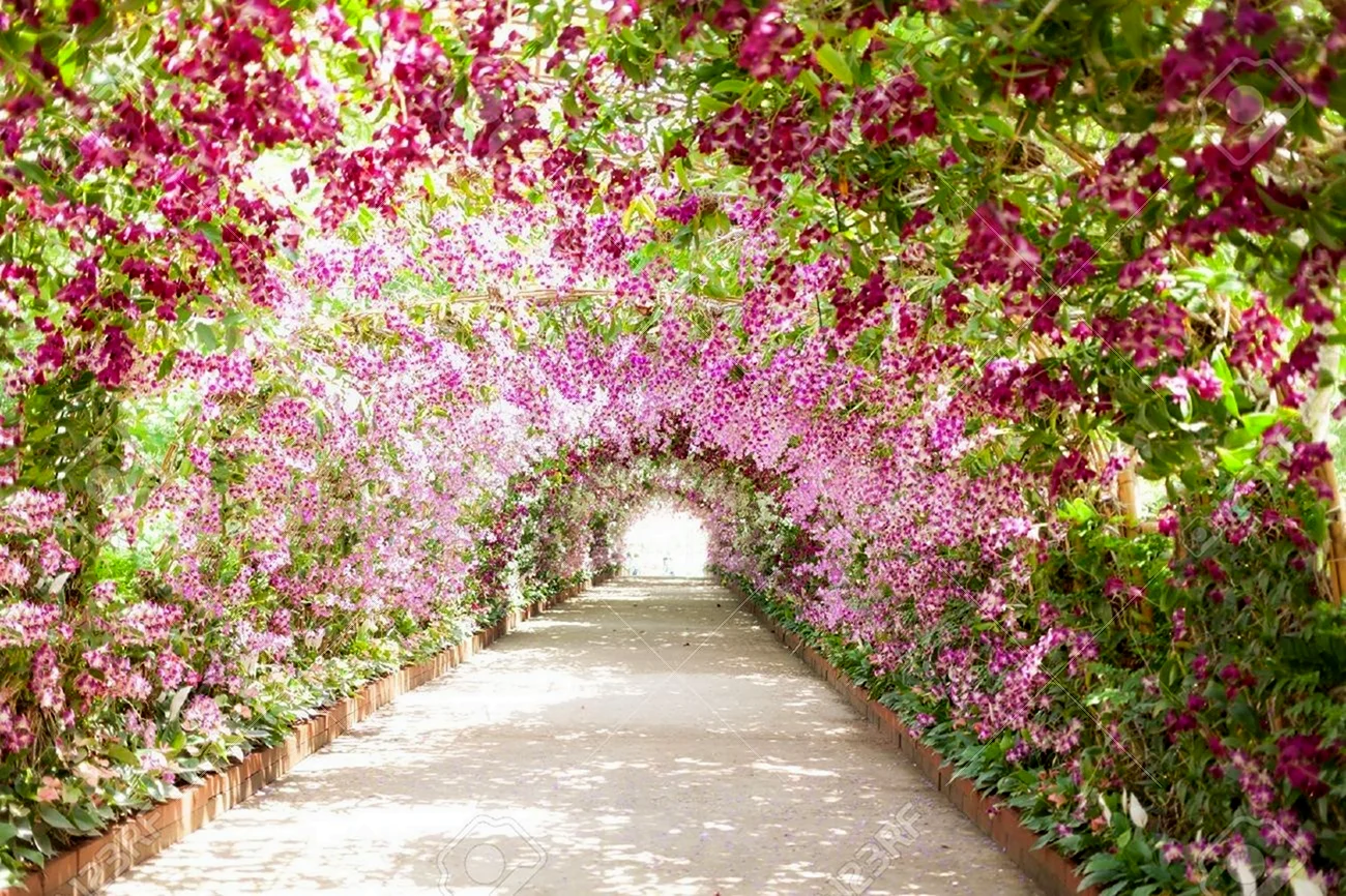 Дорога с аркой цветущих деревьев