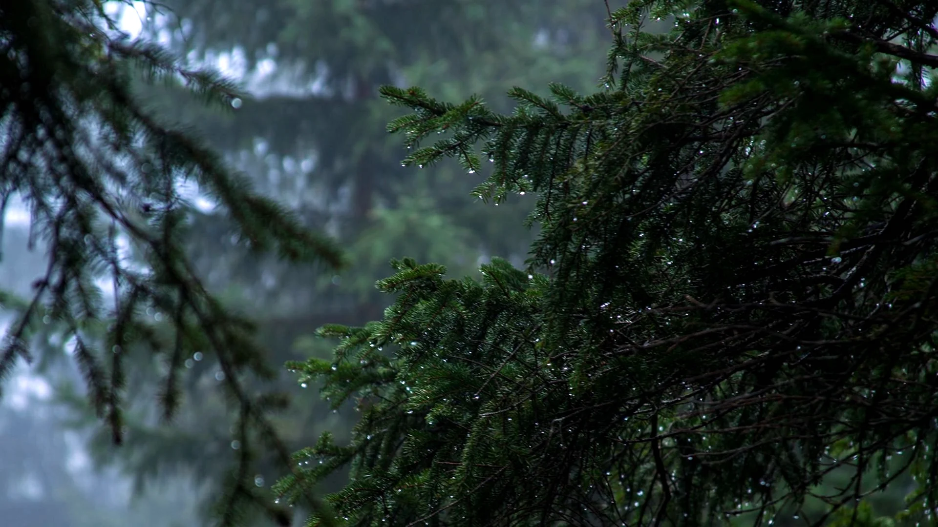 Дождливый лес игра престолов