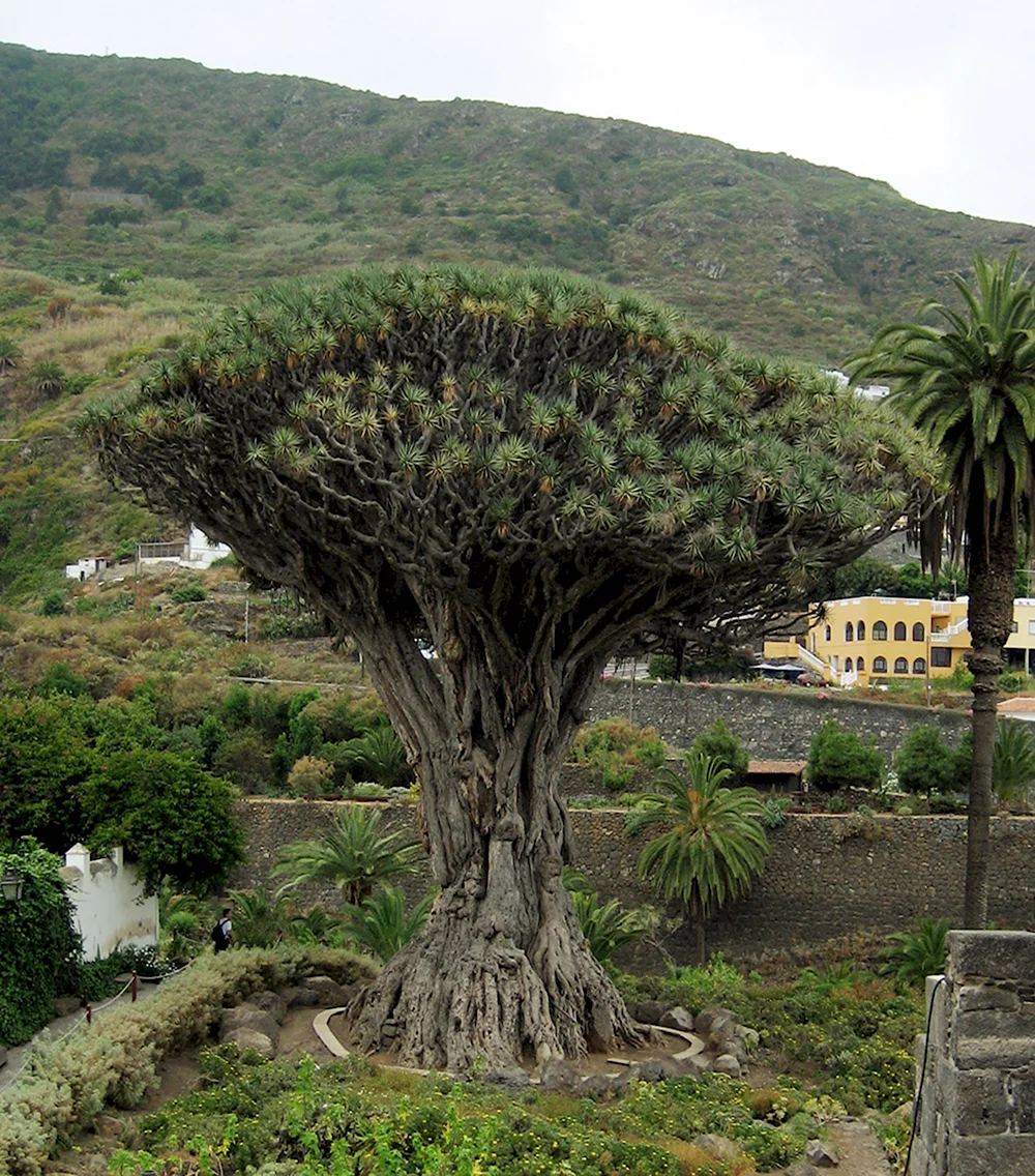 Драконовое дерево на Тенерифе