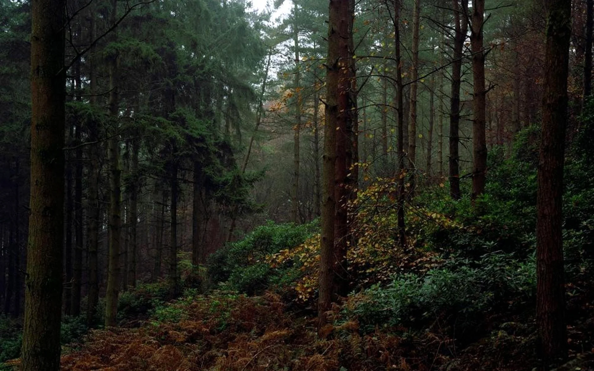 Дремучий хвойный лес