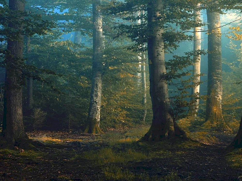 Дремучий лес Карамзина