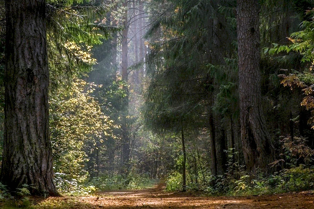Дремучий лес России