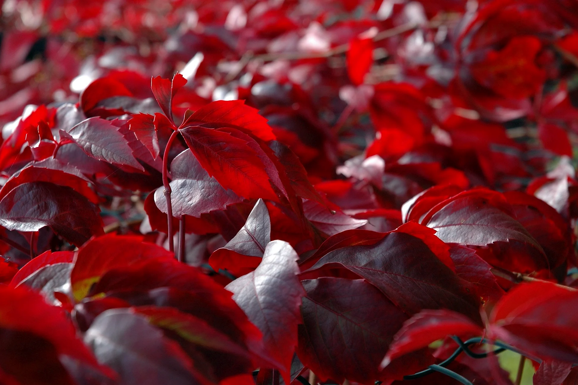 Ьемнокрсные листья бордовые осень