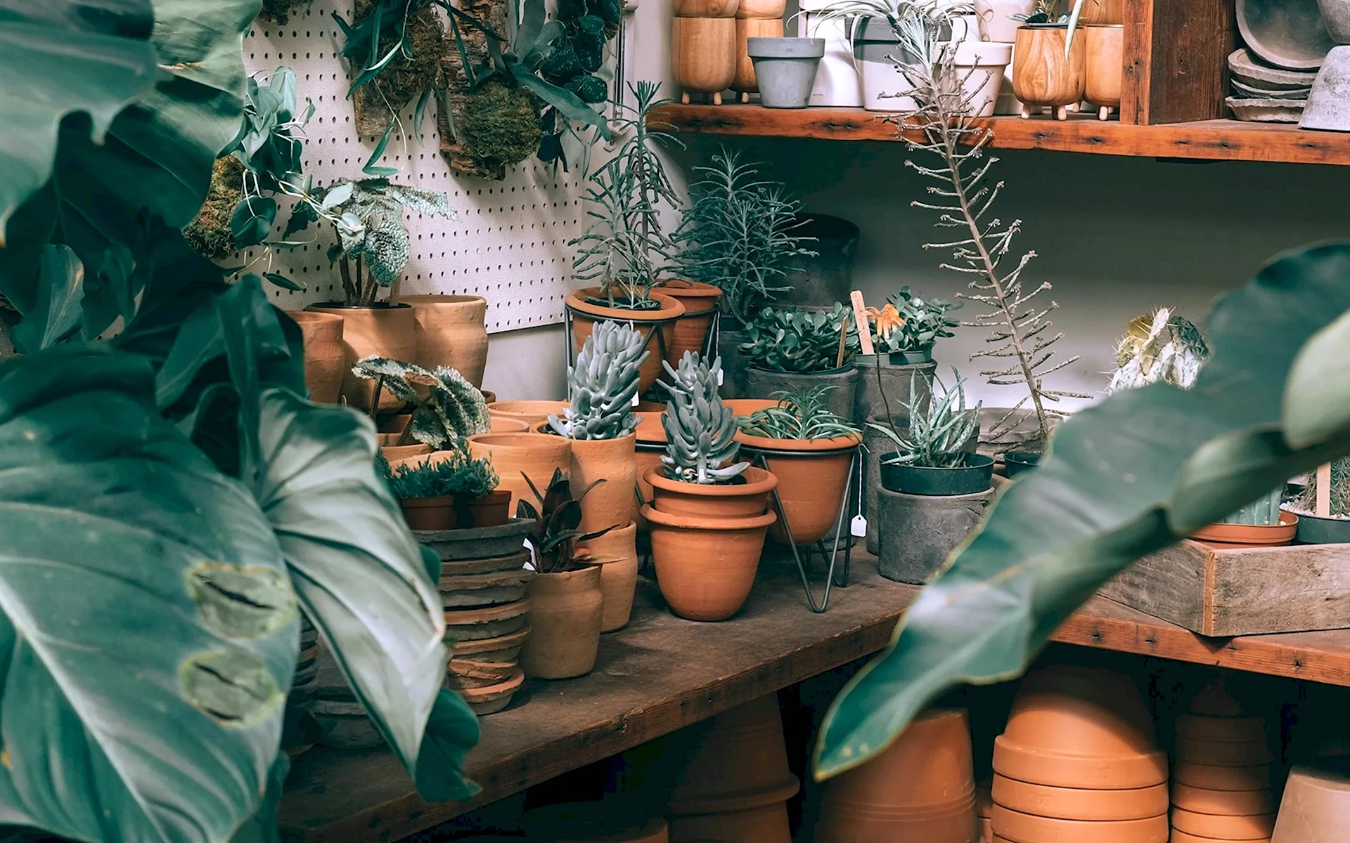 Эстетичные комнатные растения