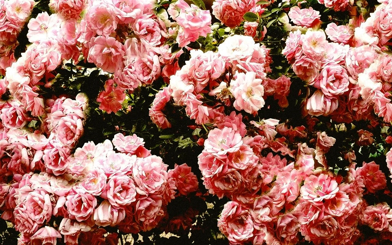 Эстетичные розовые цветы