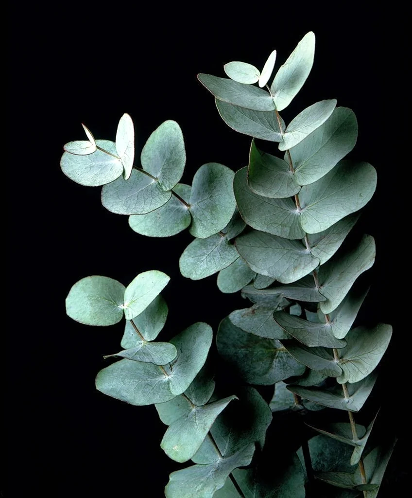 Eucalyptus Гунни
