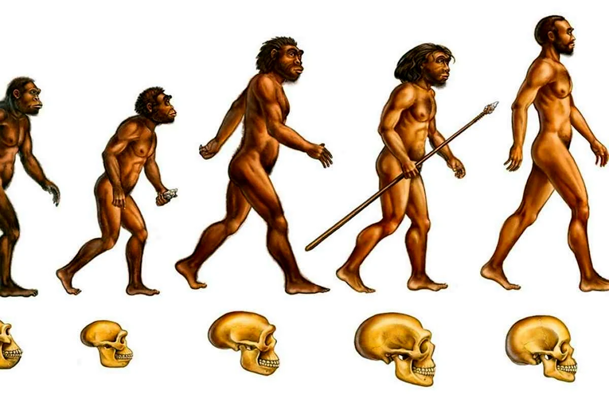 Эволюция человека хомо сапиенс