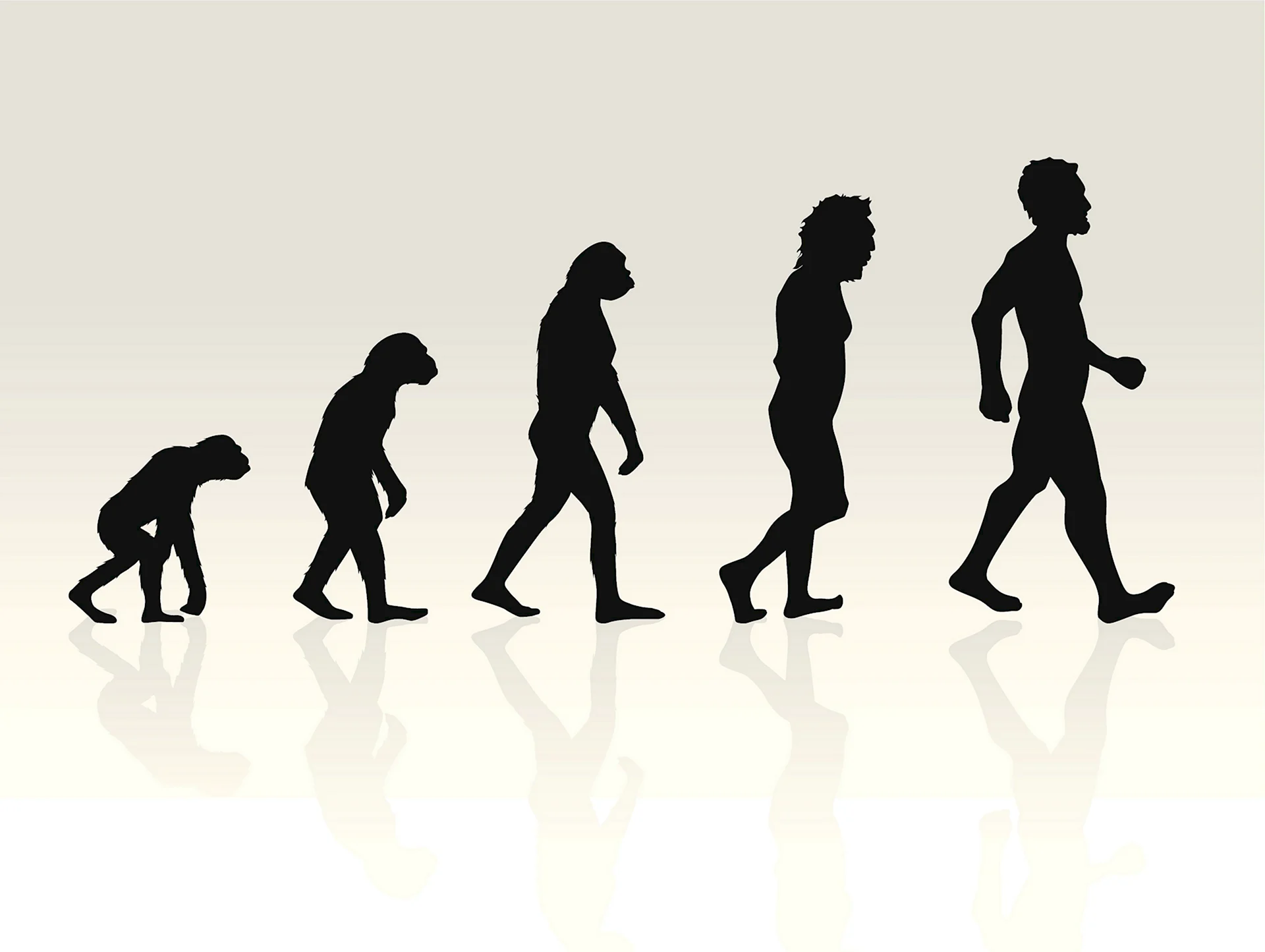 Эволюция Дарвина