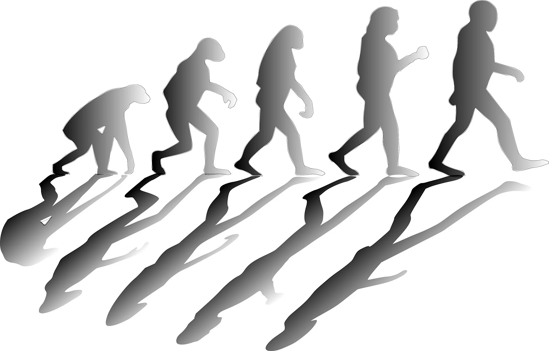 Эволюция Дарвина вектор