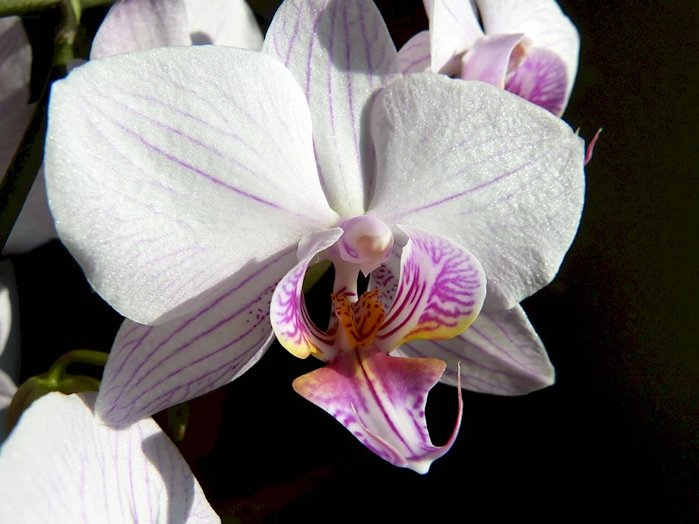 Фаленопсис Баттерфляй орхид