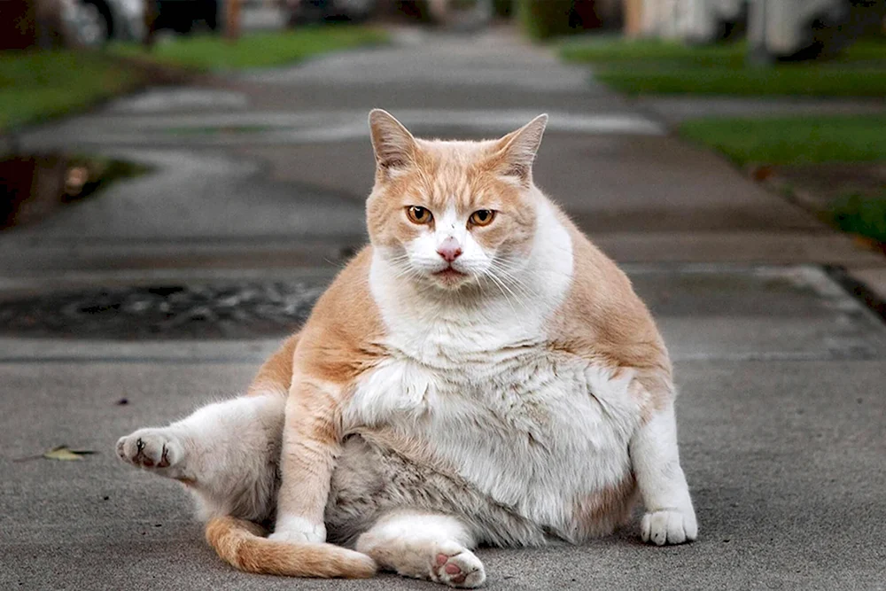 Fat Cat CEO