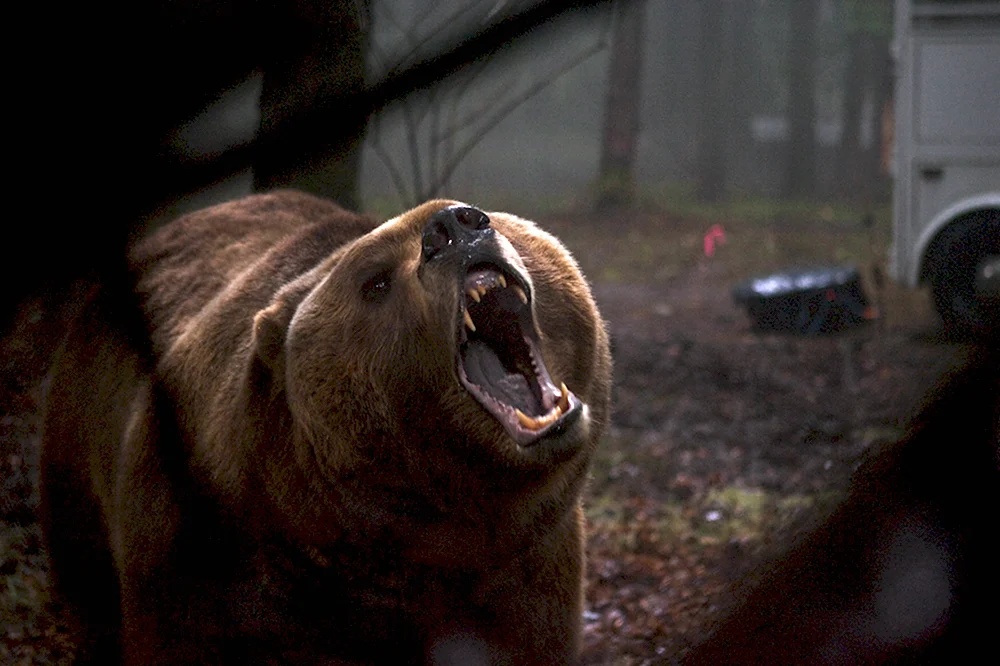Фильм Гризли 2015 медведь