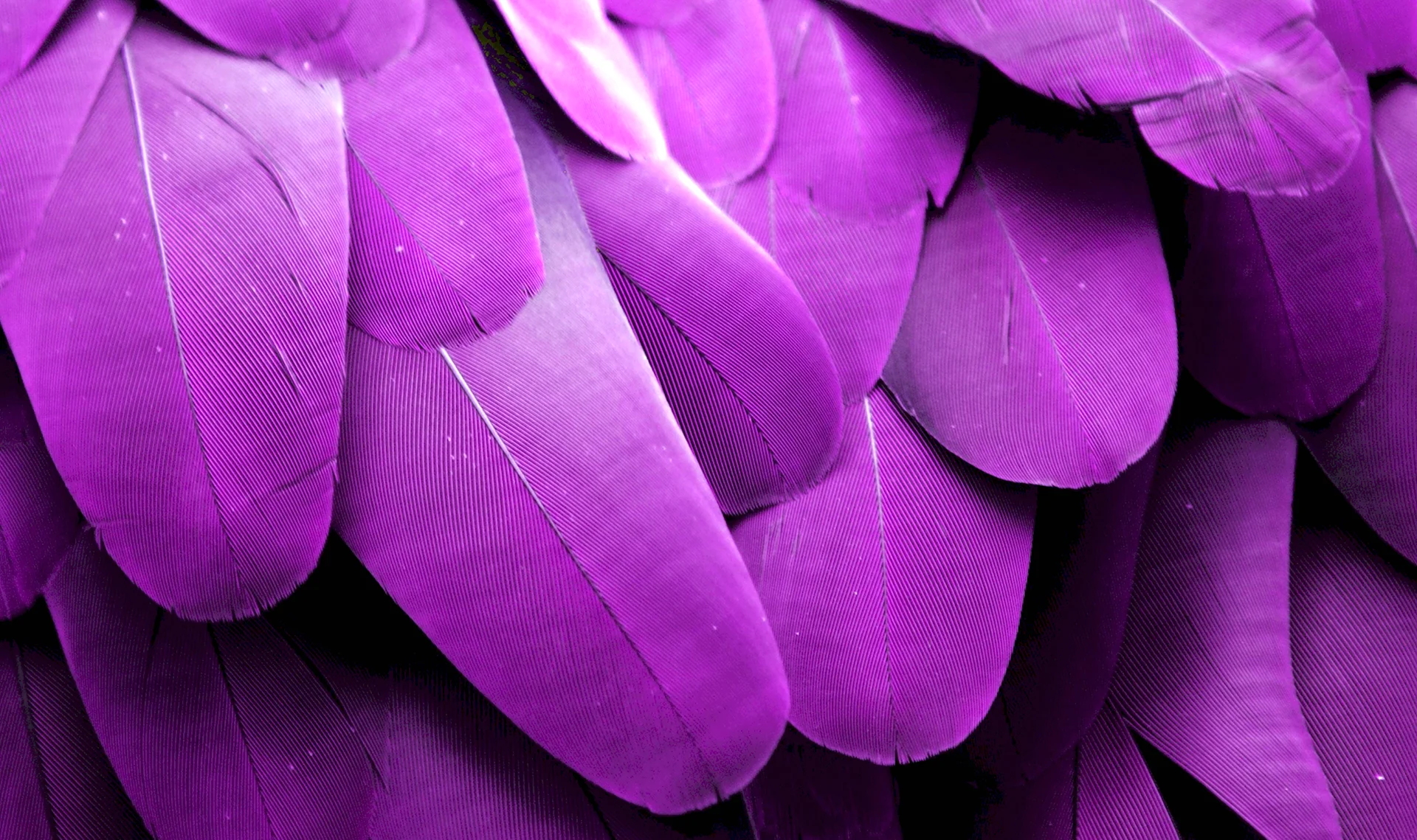 Фиолетовые перья