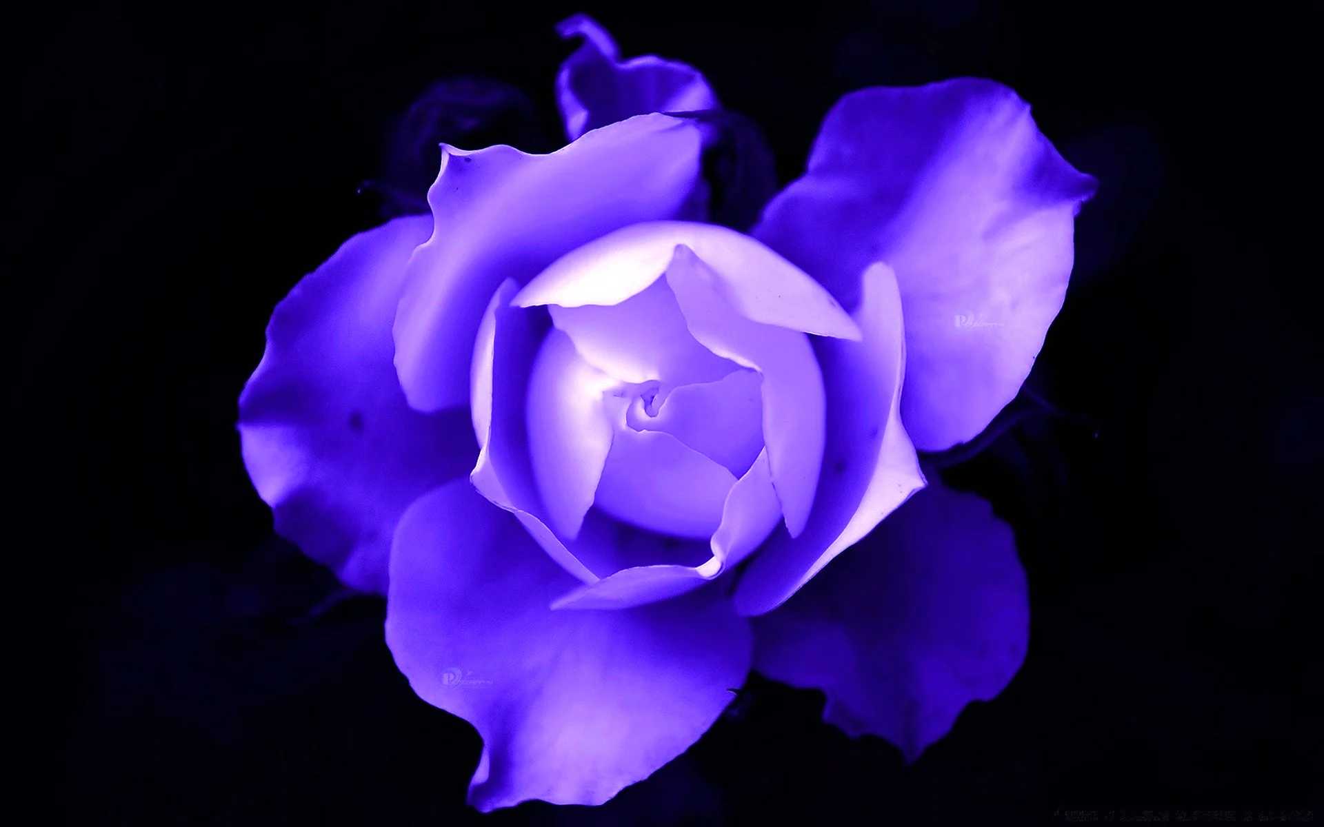Фиолетовые цветы на черном фоне