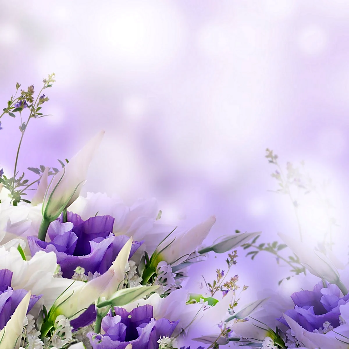 Фиолетовые цветы на Светлом фоне