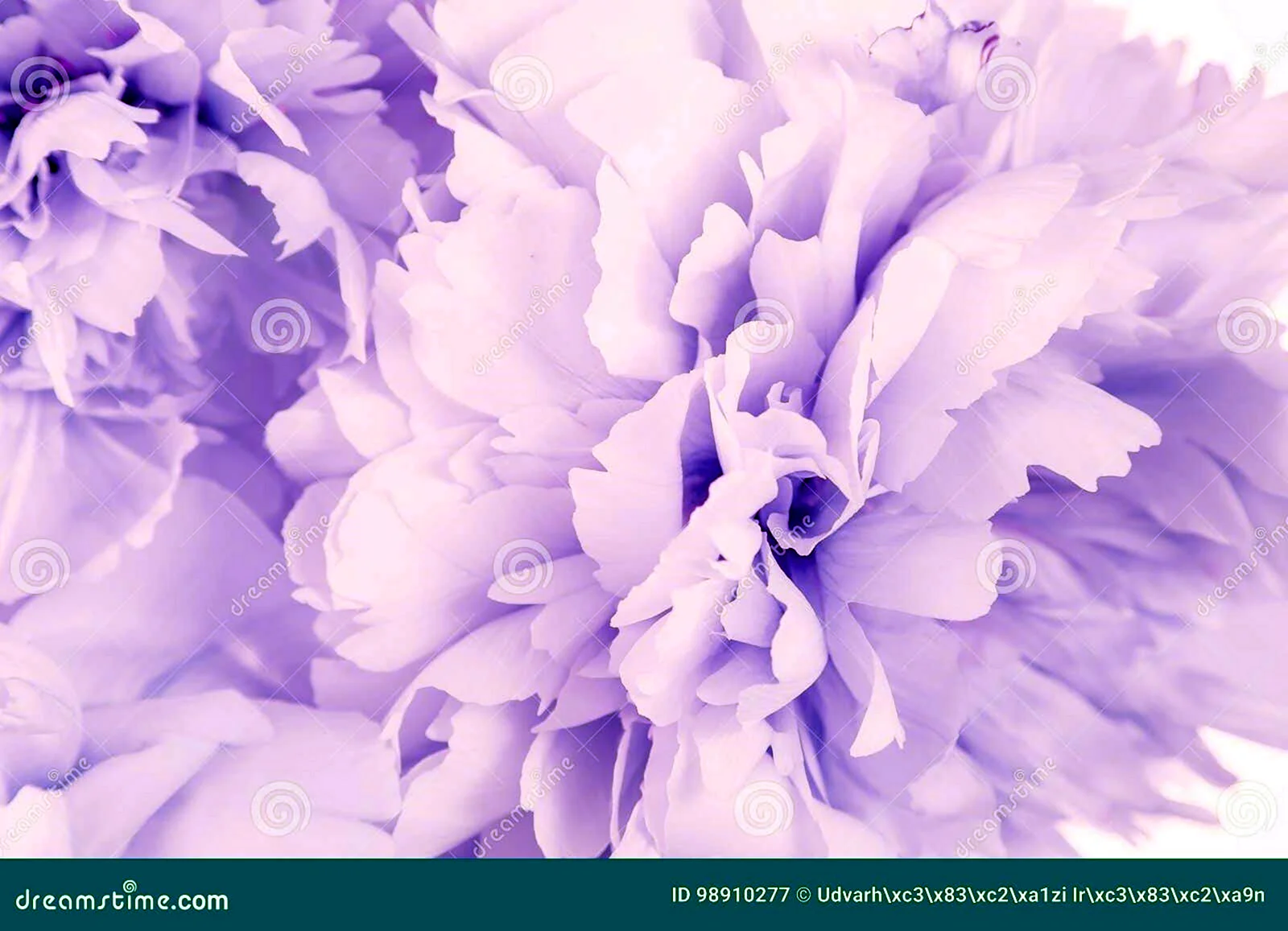 Фиолетовый пион на белом фоне
