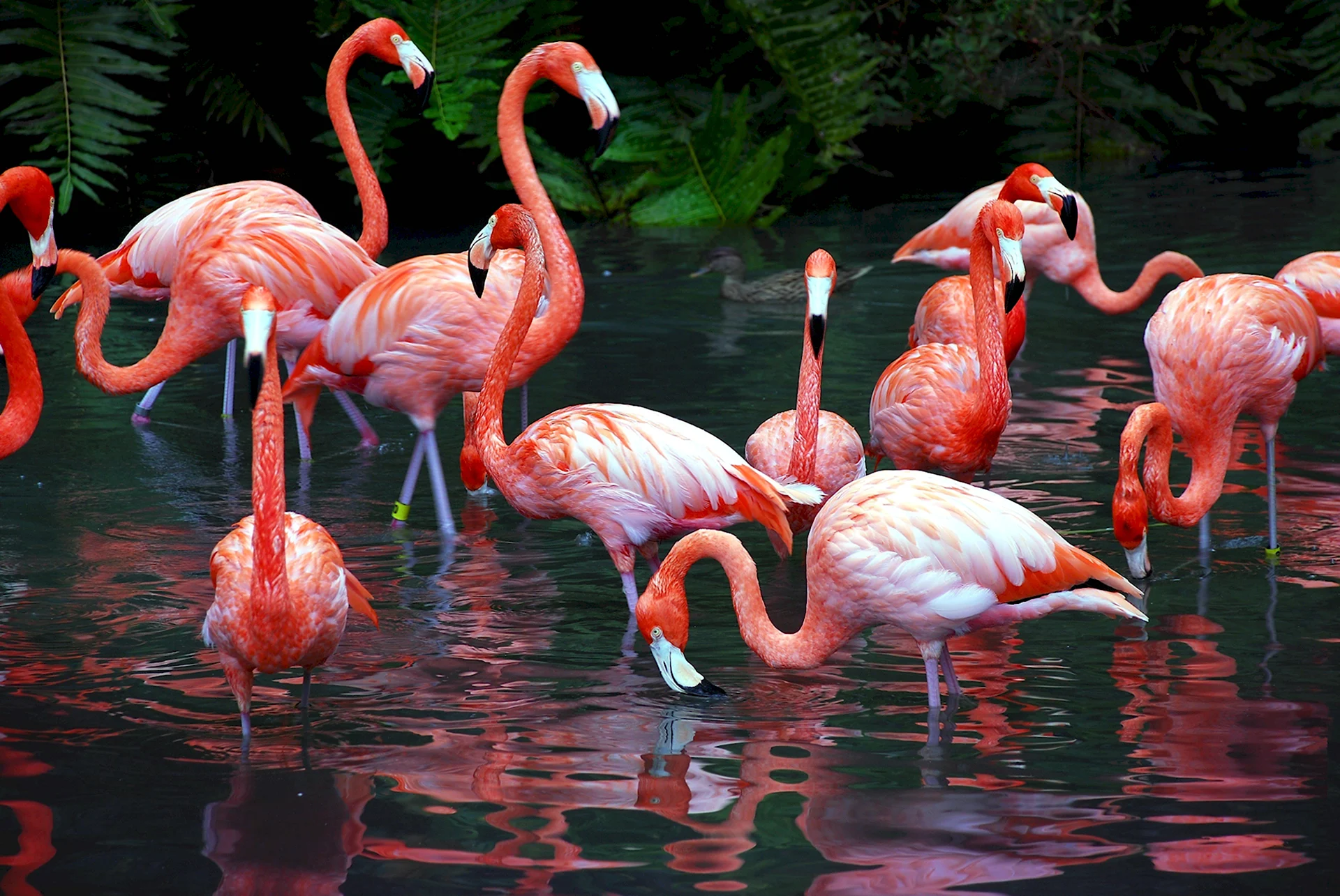 Фламинго ареал