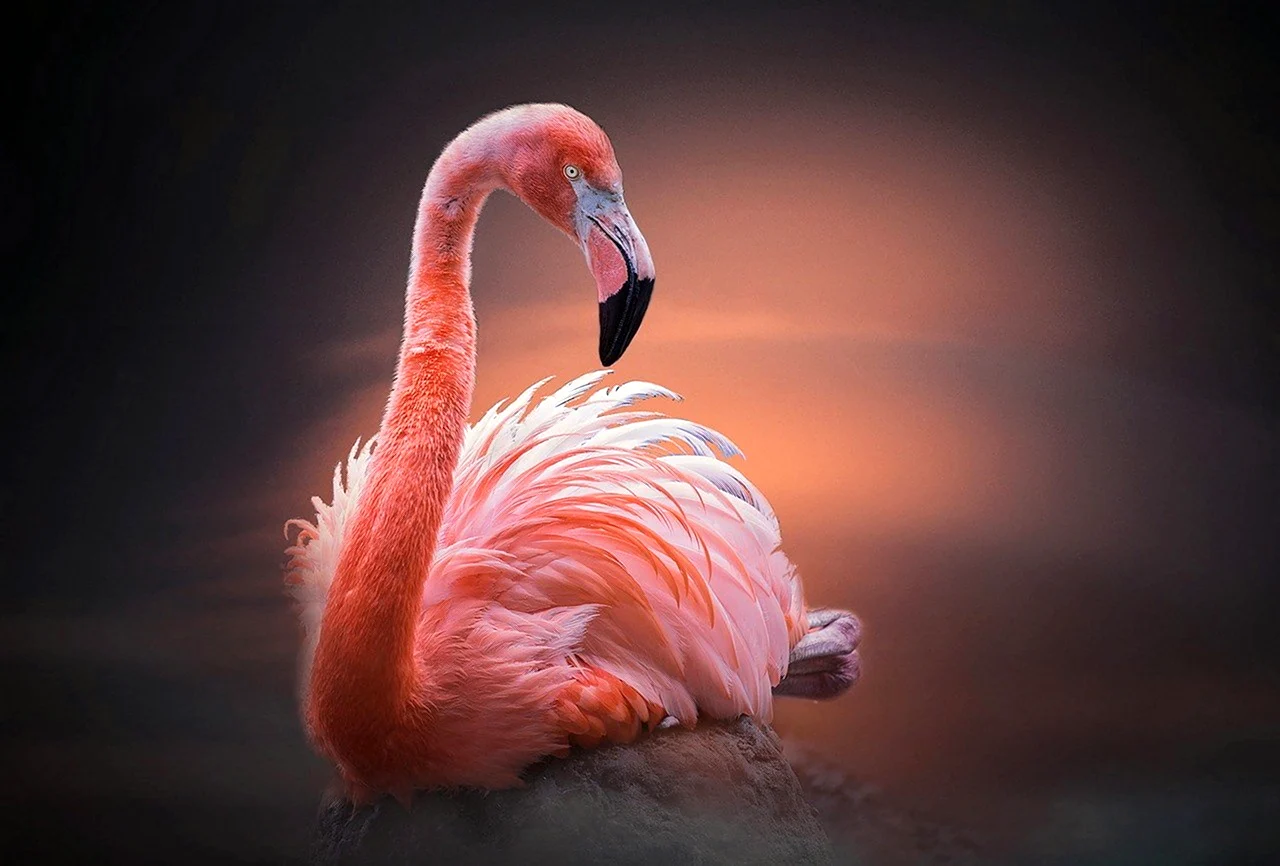 Фламинго лапки