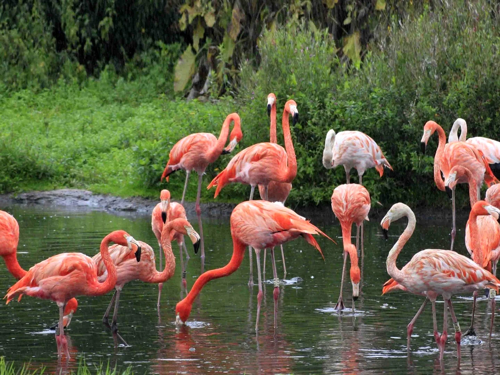 Фламинго Мексика