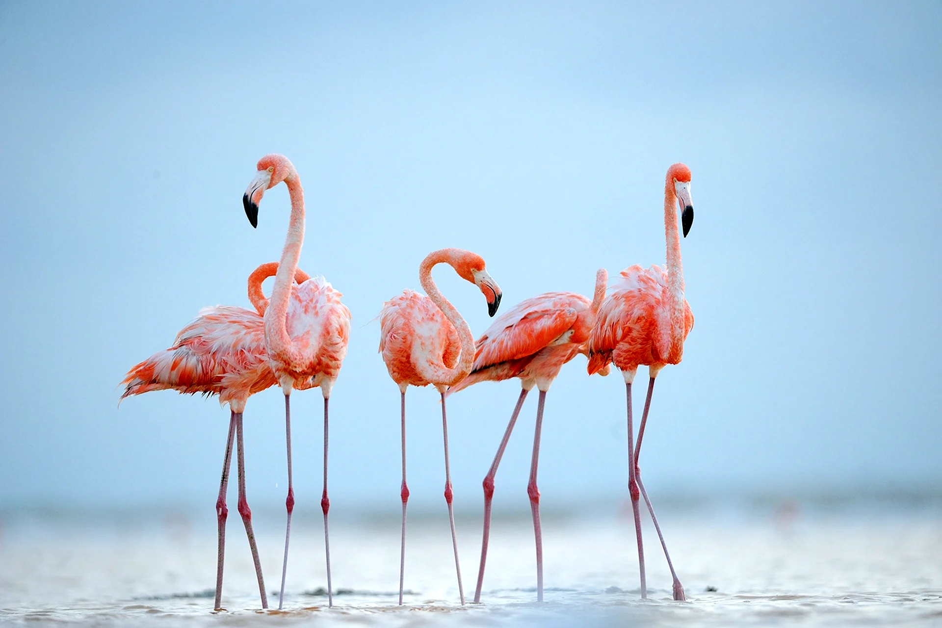 Фламинго National Geographic